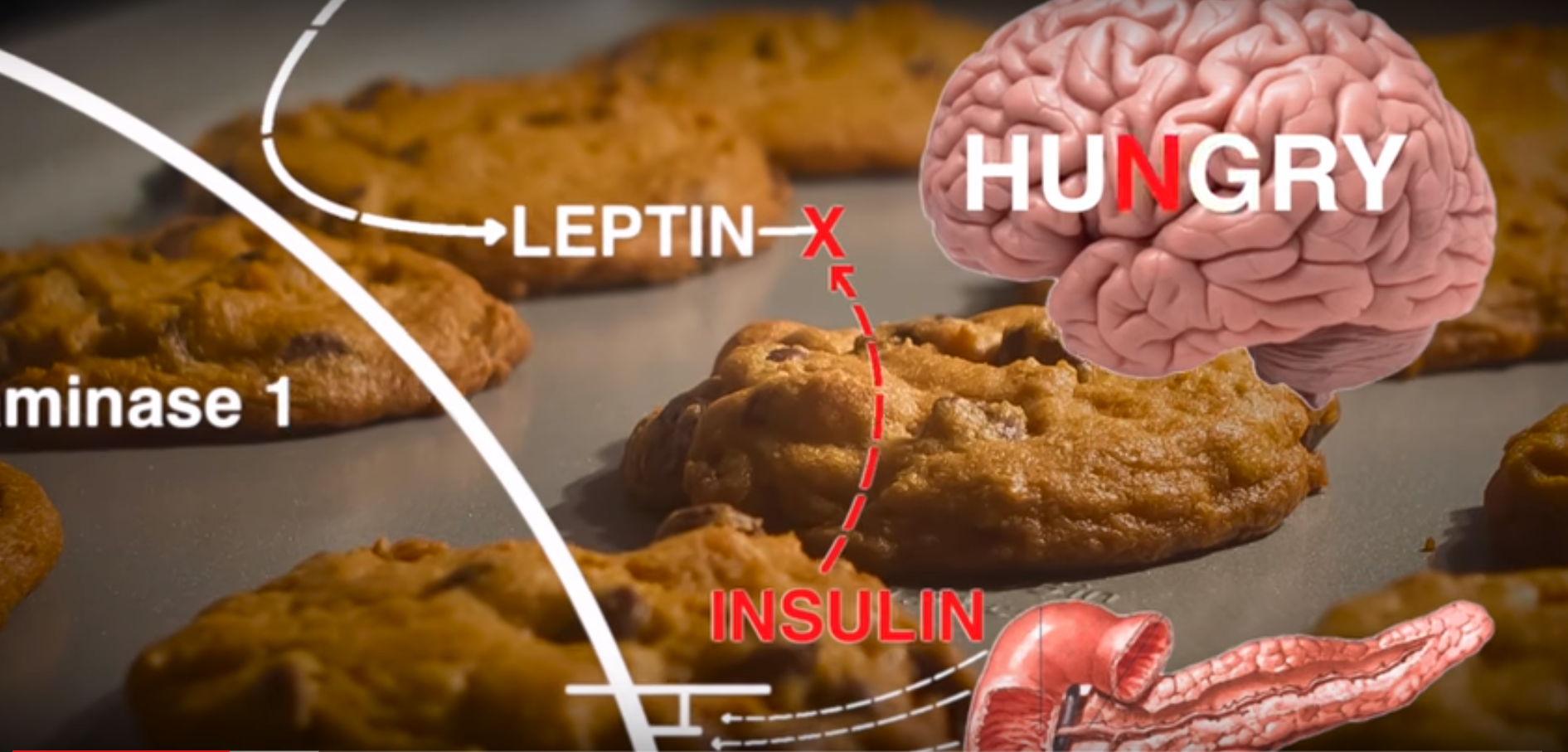 inzulin in leptin