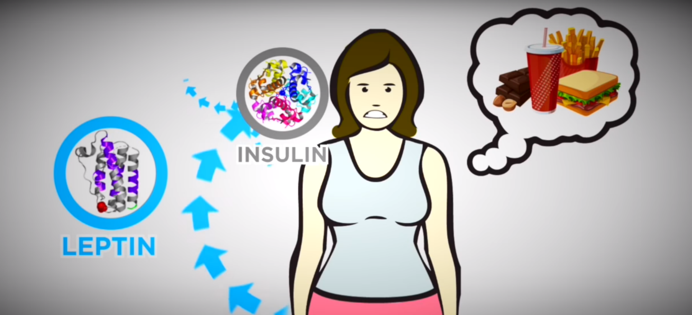 leptin inzulin in kalorija