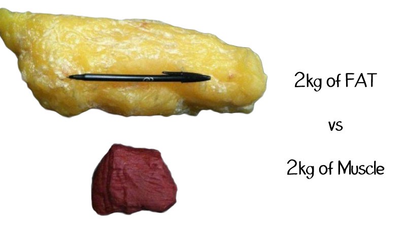 volumen mišic in maščobe, kalorija