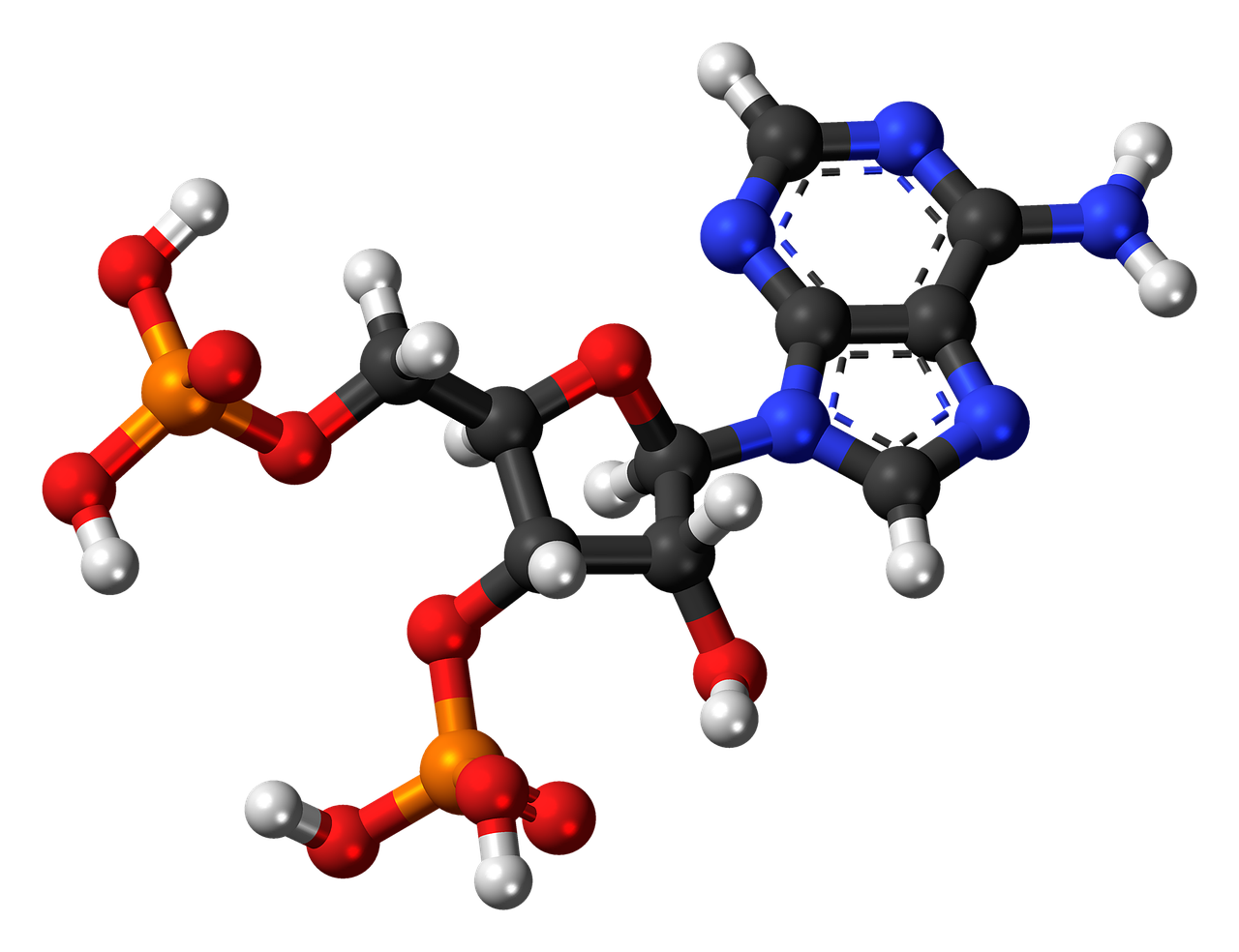 adenozin, molekula