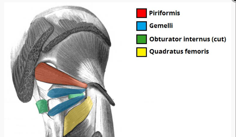 anatomija trening mišic nog in zadnjice