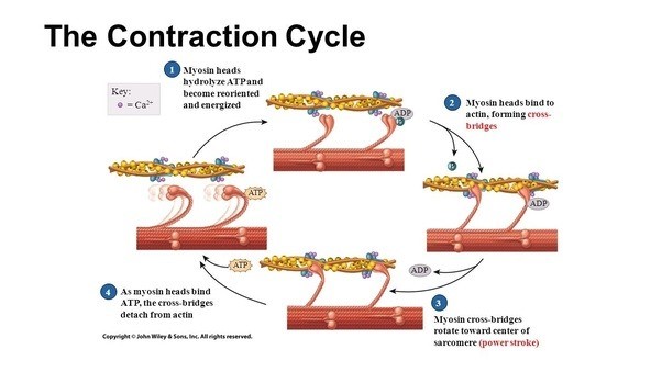 raztezanje, kontrakcijski cikel mišice