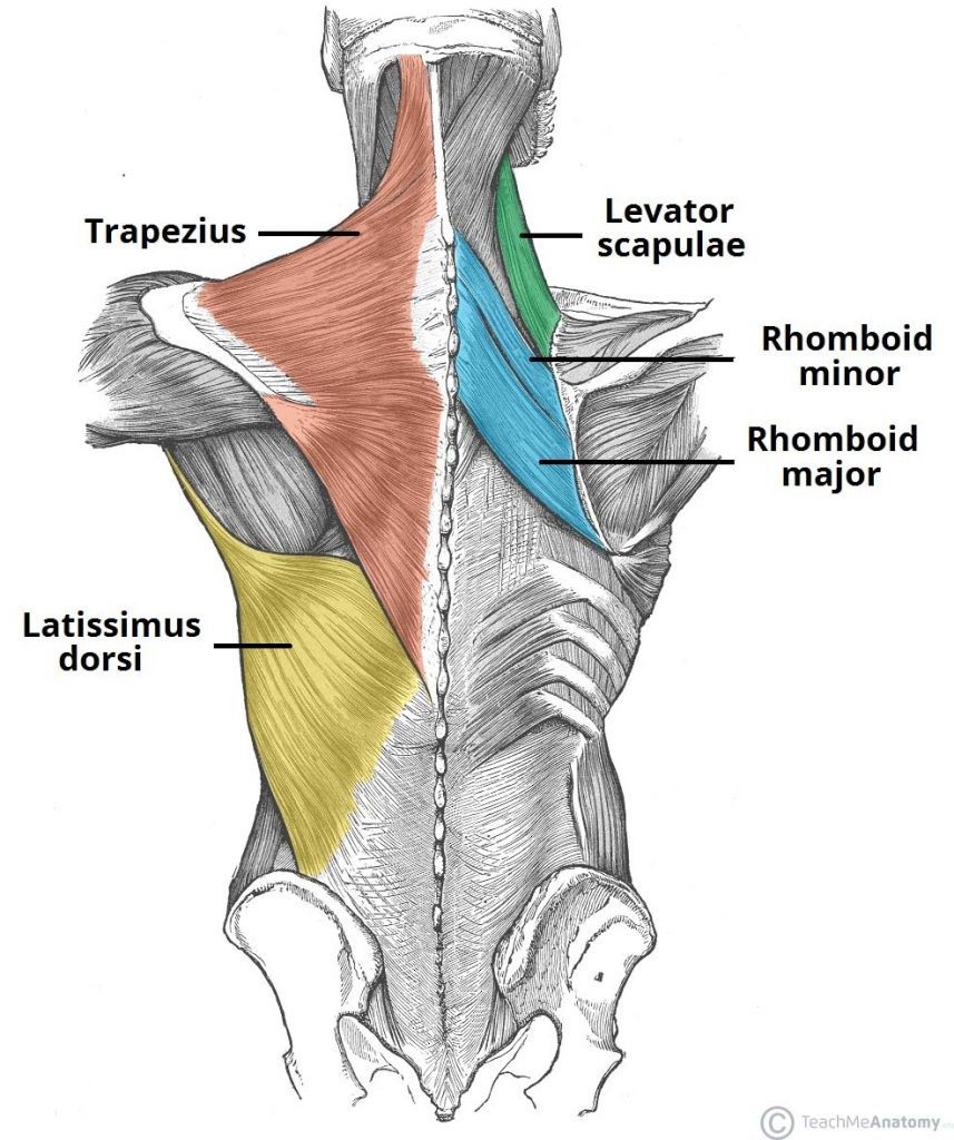 trening za mišično rast zgornjega dela telesa anatomija hrbta