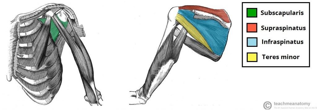 trening za mišično rast zgornjega dela telesa anatomija ramen