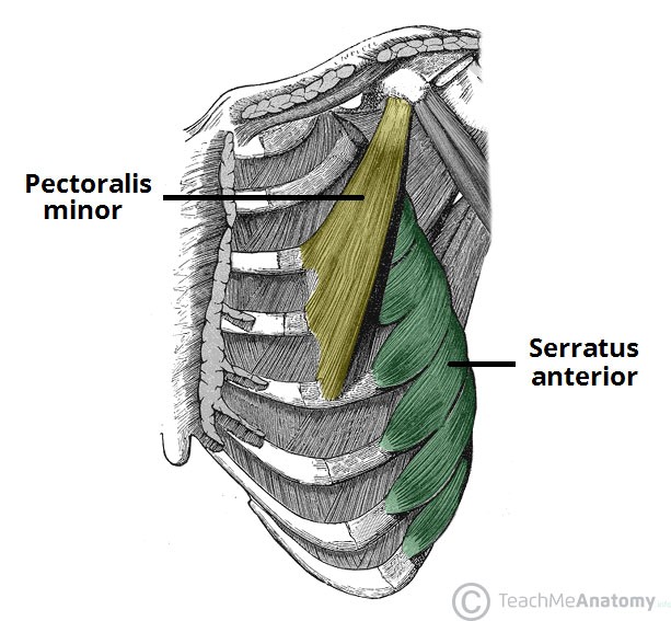 trening za mišično rast zgornjega dela telesa anatomija prsnih mišic