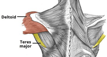 trening za mišično rast zgornjega dela telesa anatomija ramen