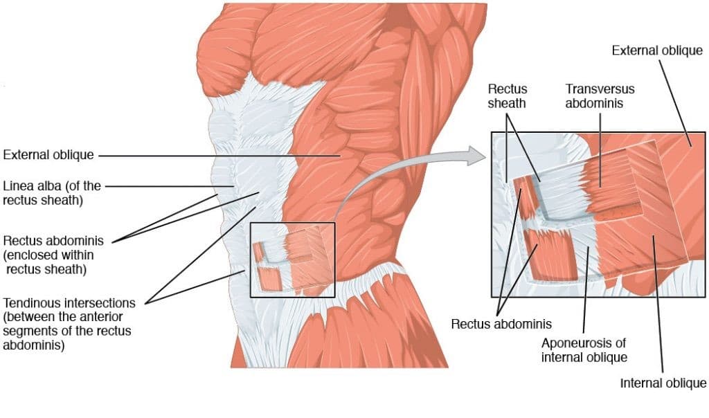 trebušne mišice