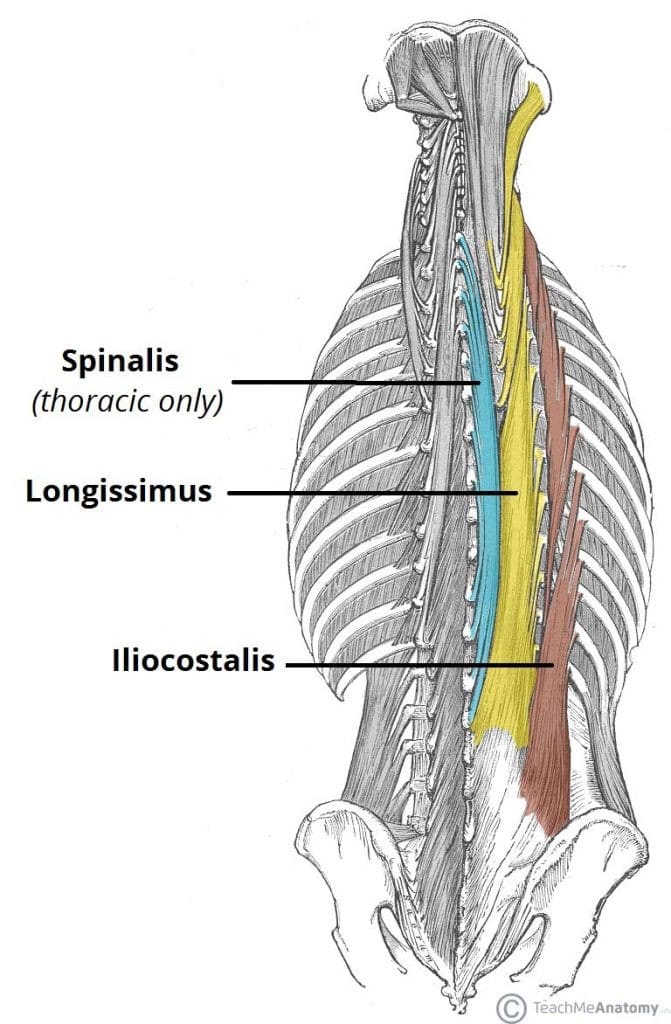 hrbtne mišice